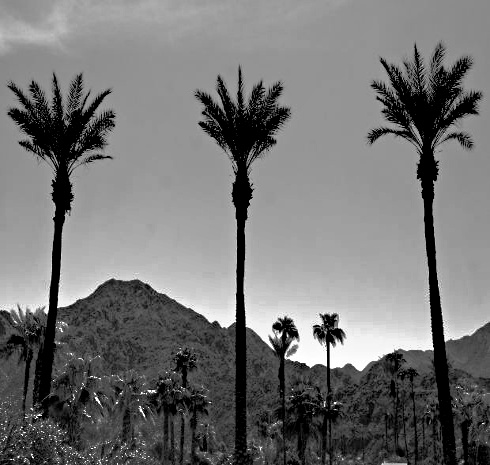 Szereg drzew palmowych